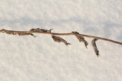 Campanula bononiensis
