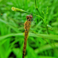 Pantala flavescens