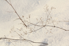 Gypsophila altissima