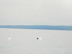 Phocoena phocoena phocoena