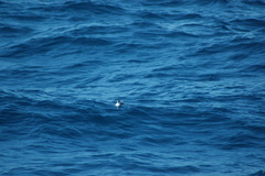 Puffinus lherminieri