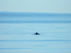 Phocoena phocoena phocoena