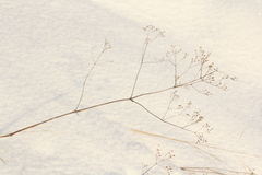 Gypsophila altissima