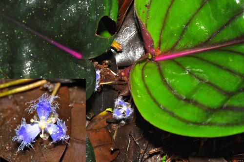 Geogenanthus ciliatus (Geogenanthus ciliatus)