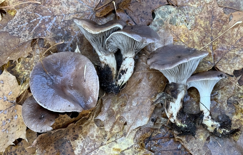 Gomphidius sp. 'PNW01'