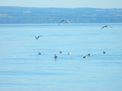 Rissa tridactyla tridactyla