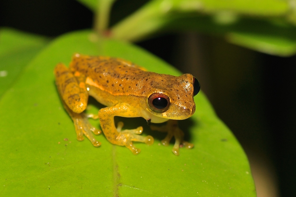 Crump Treefrog