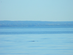 Phocoena phocoena phocoena