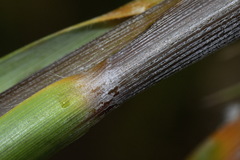 Chionochloa