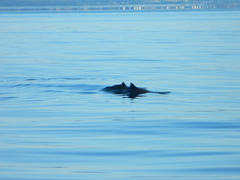 Phocoena phocoena phocoena