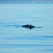 Atlantic Harbour Porpoise - Photo (c) Louis-Philippe Bateman, some rights reserved (CC BY-NC), uploaded by Louis-Philippe Bateman