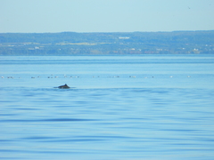 Phocoena phocoena phocoena