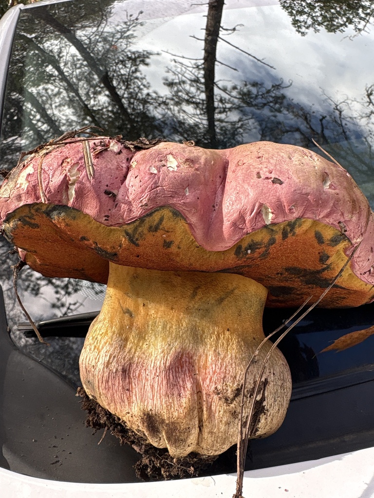 Rubroboletus eastwoodiae · November 2025 · photo: © eeconte (iNaturalist, cc-by-nc)