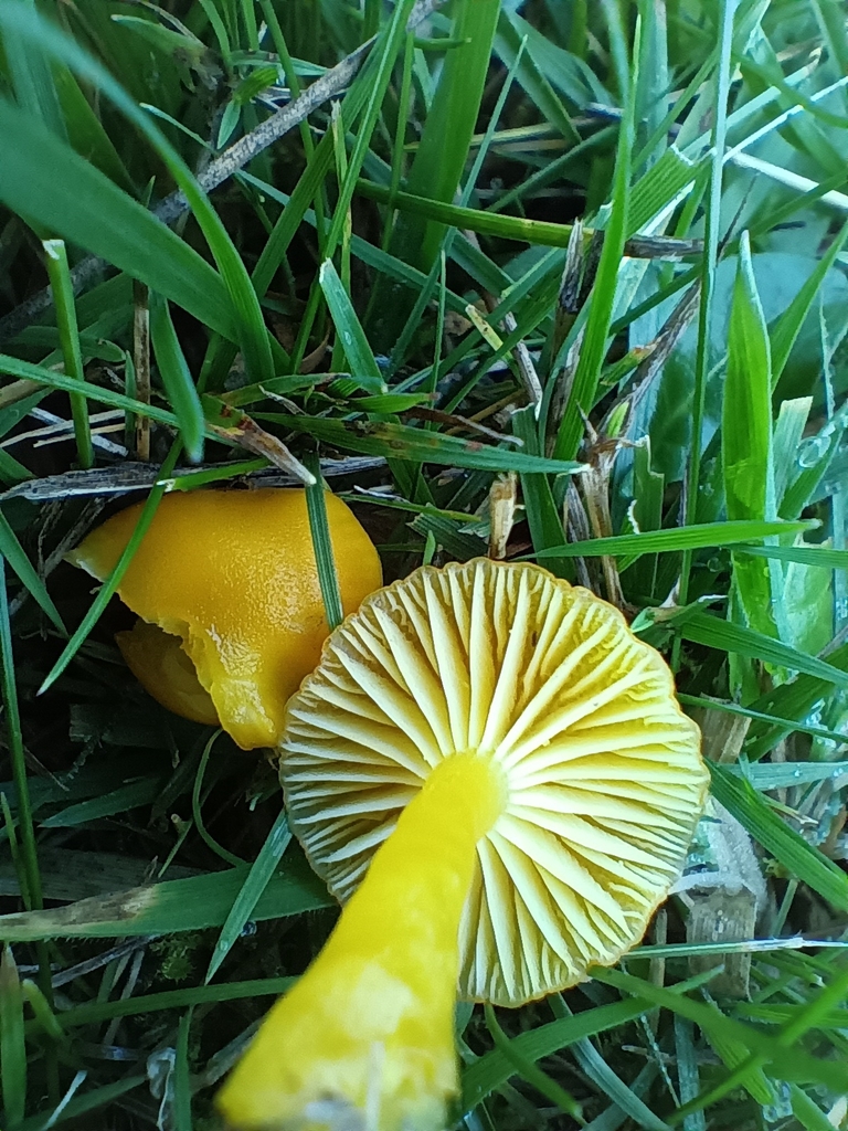 Hygrocybe ceracea · November 2025 · photo: © considerthelilies (iNaturalist, cc-by)