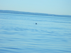 Phocoena phocoena phocoena