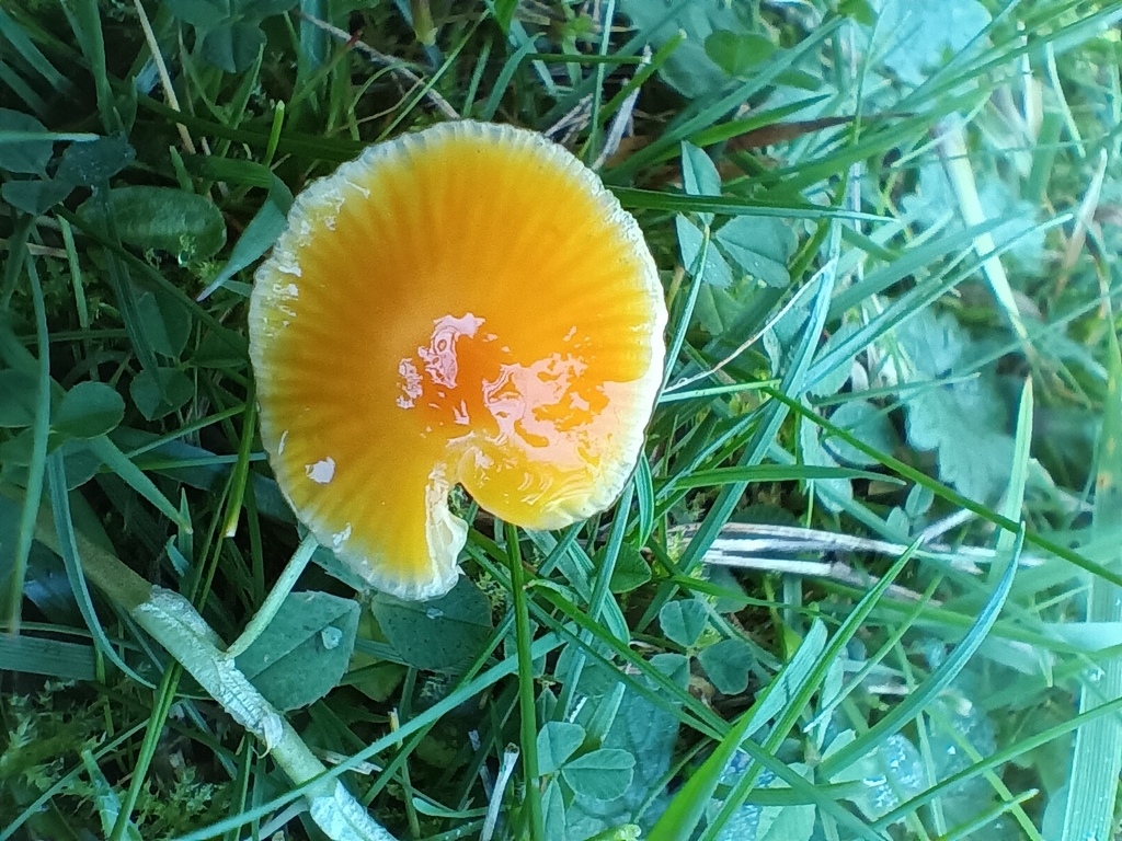 Hygrocybe glutinipes · November 2025 · photo: © considerthelilies (iNaturalist, cc-by)