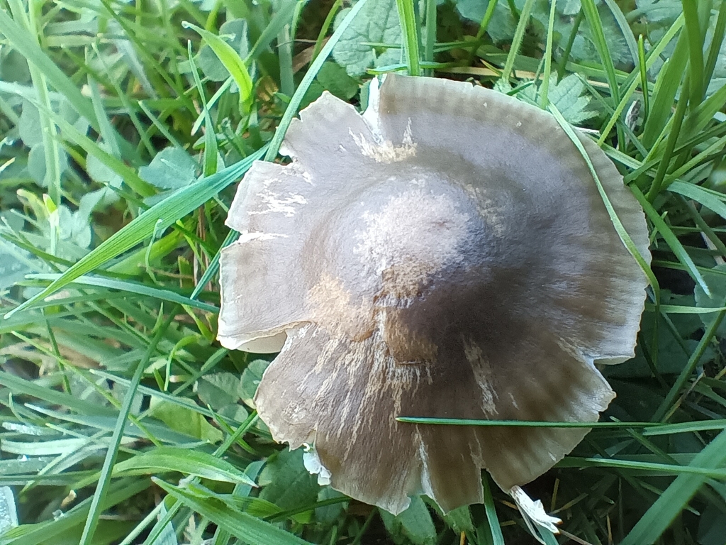 Gliophorus irrigatus · November 2025 · photo: © considerthelilies (iNaturalist, cc-by)
