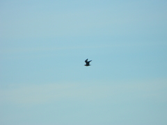 Stercorarius parasiticus