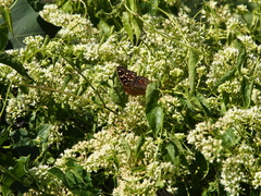 Junonia lemonias aenaria