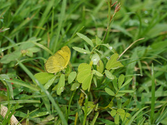 Eurema alitha