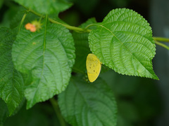 Eurema alitha