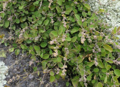 Chenopodium allanii