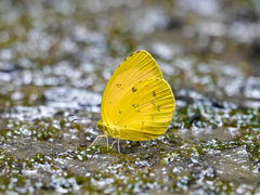 Eurema alitha