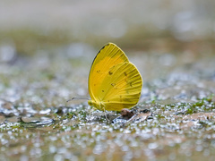 Eurema alitha