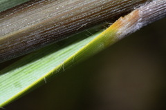 Chionochloa