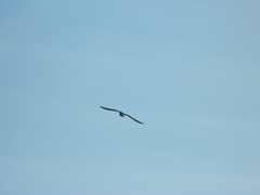 Stercorarius parasiticus