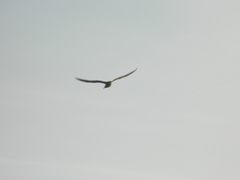 Stercorarius parasiticus