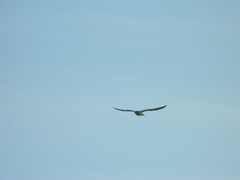 Stercorarius parasiticus