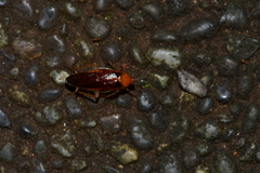 Hemithyrsocera silbergliedi