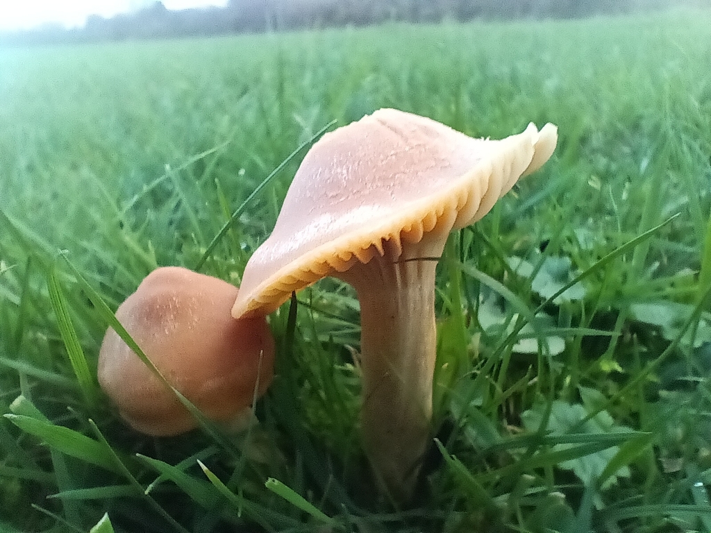 Cuphophyllus pratensis · November 2025 · photo: © considerthelilies (iNaturalist, cc-by)