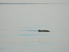 Phocoena phocoena phocoena