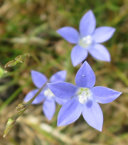 Wahlenbergia gracilis