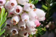 Erica caterviflora