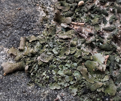 Dermatocarpon muhlenbergii