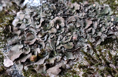 Dermatocarpon muhlenbergii