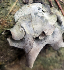 Dermatocarpon muhlenbergii