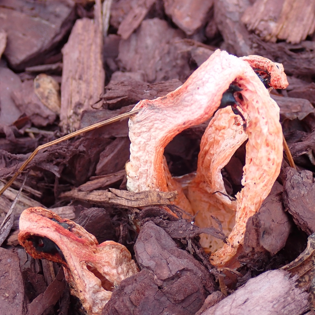 Clathrus columnatus · November 2025 · photo: © pburka (iNaturalist, cc-by-sa)