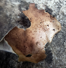 Dermatocarpon muhlenbergii