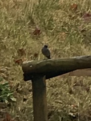 Phoenicurus ochruros