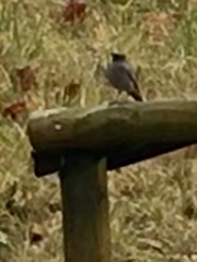 Phoenicurus ochruros