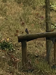 Phoenicurus ochruros