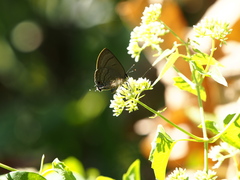 Rapala varuna formosana