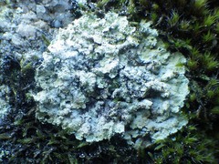 Lepraria membranacea