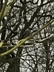 Phoenicurus ochruros