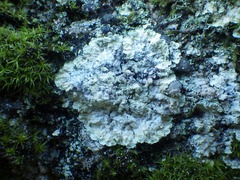 Lepraria membranacea