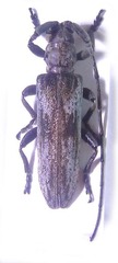 Planodema bimaculata